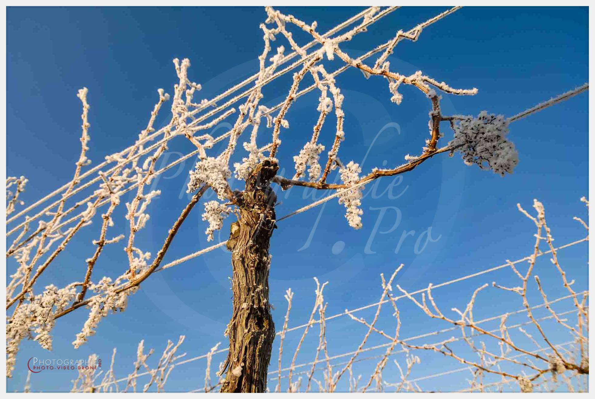 Vigne © by A-la-Vie.com