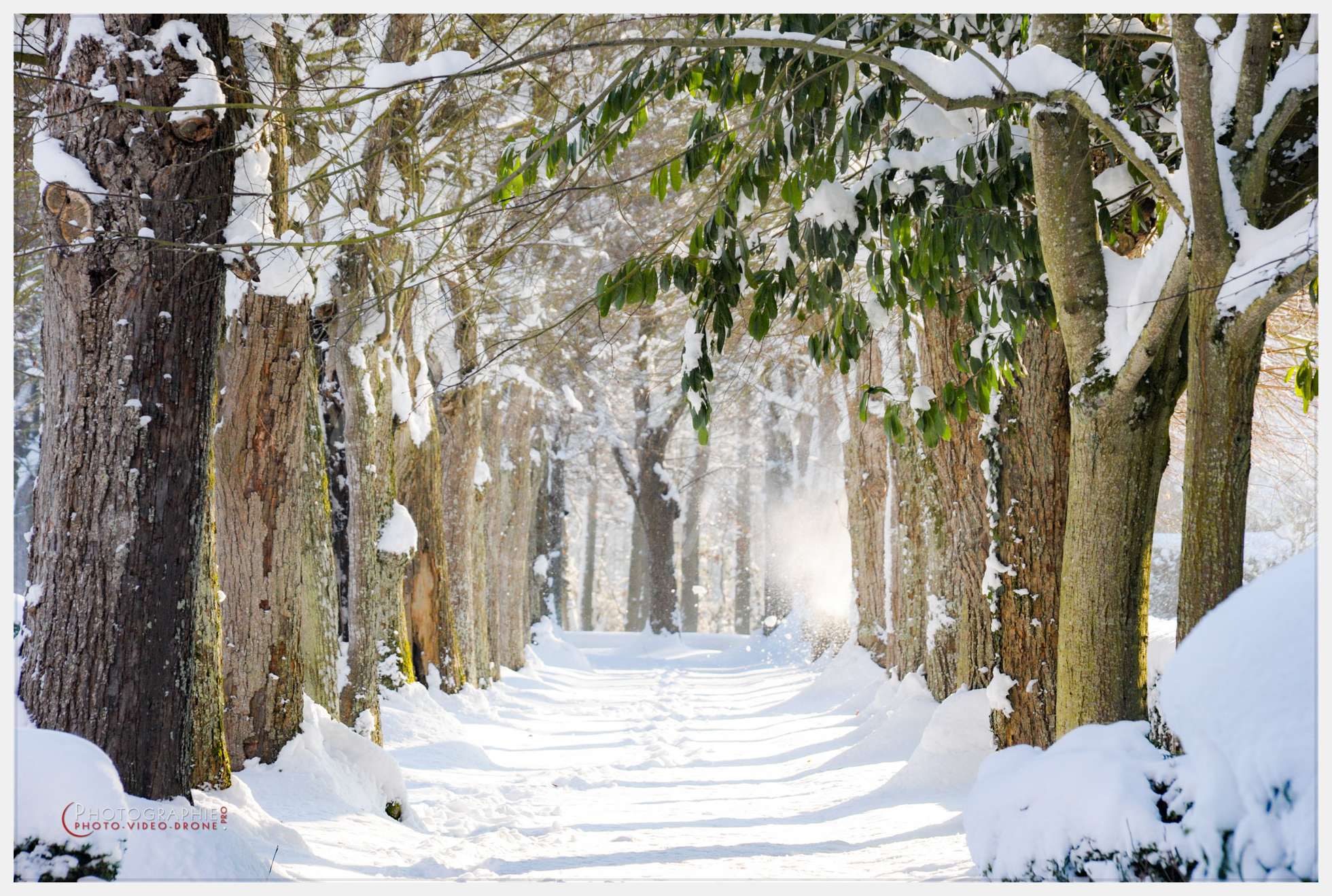 Arbres © by A-la-Vie.com