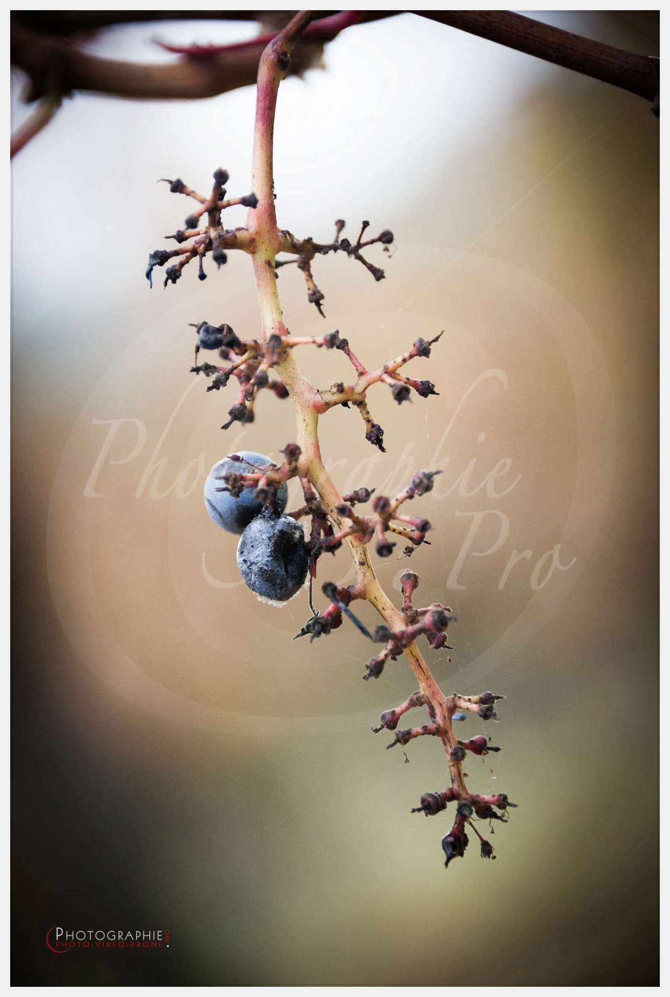 Photos vignoble © by A-la-Vie.com