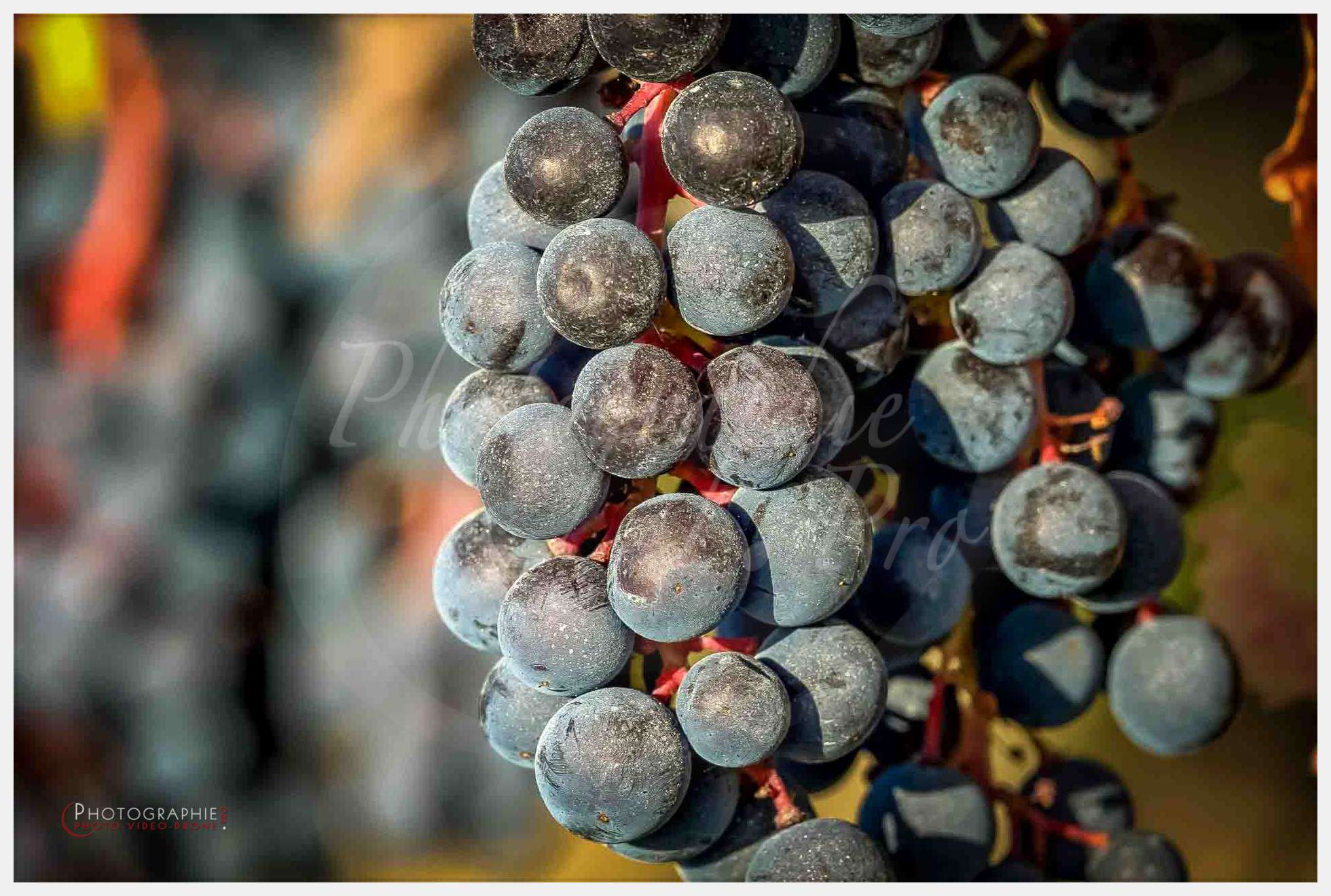 Photos vignes © by A-la-Vie.com