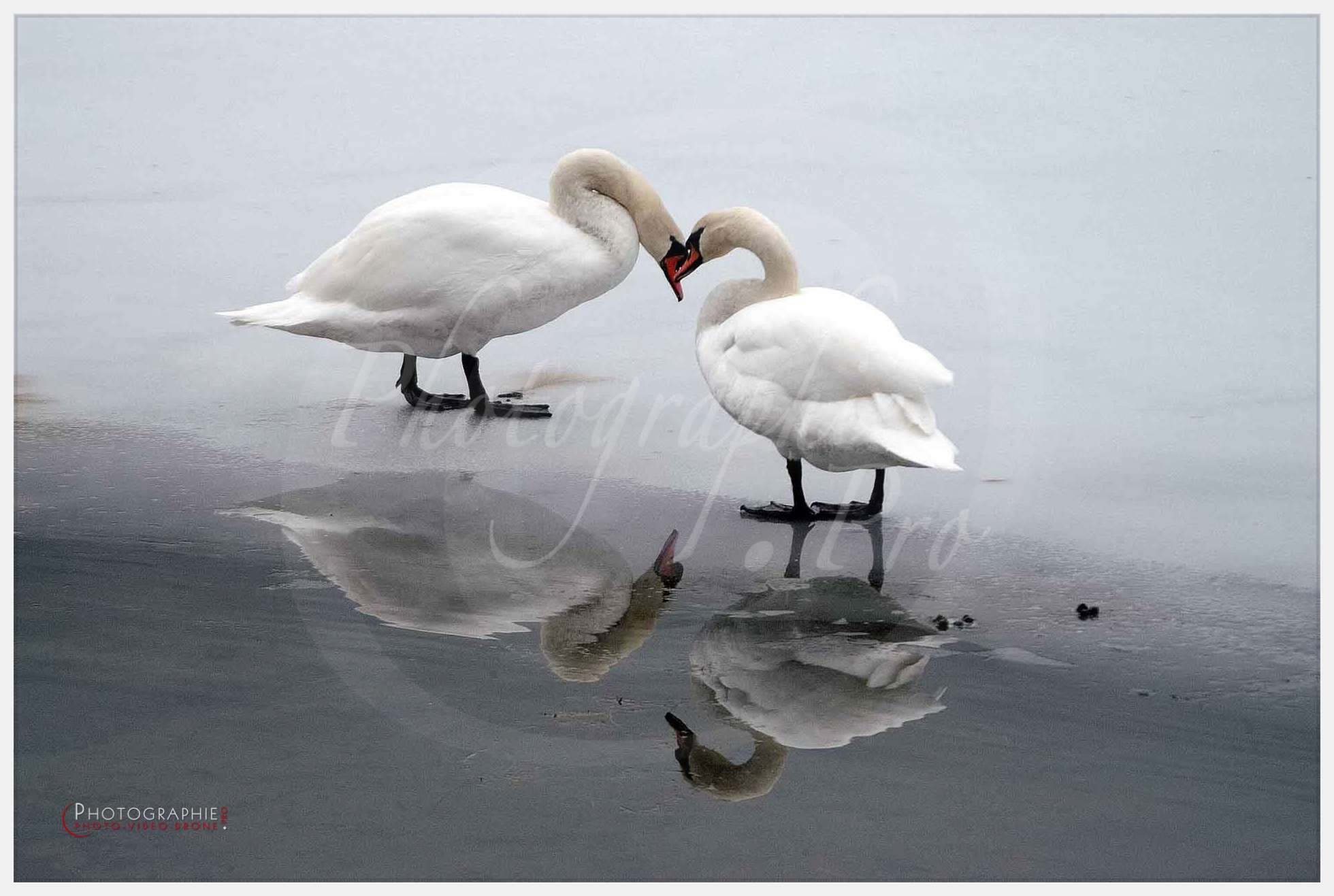 Cygne © by A-la-Vie.com