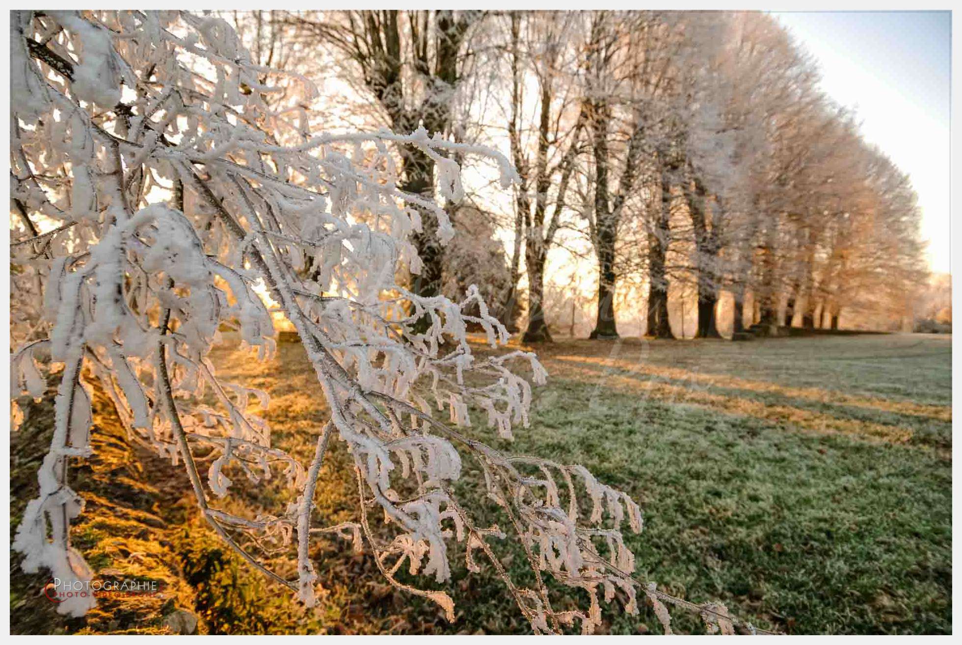 Arbres © by A-la-Vie.com