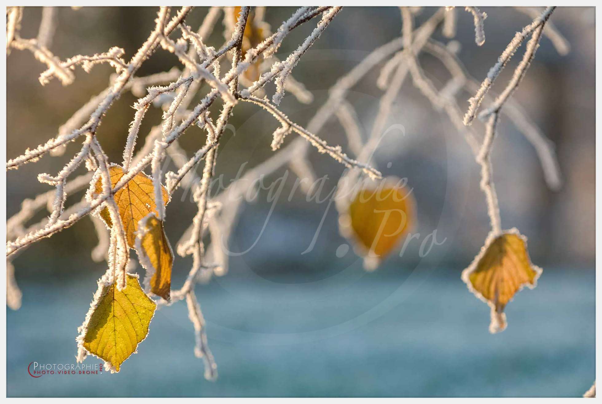 Nature detail © by A-la-Vie.com