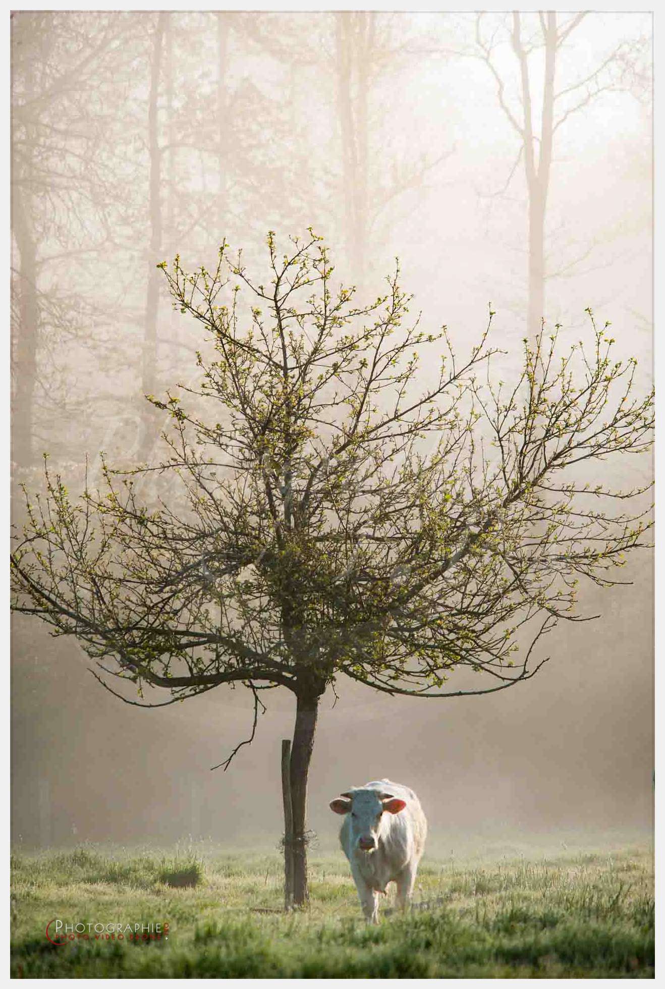 nature © by A-la-Vie.com