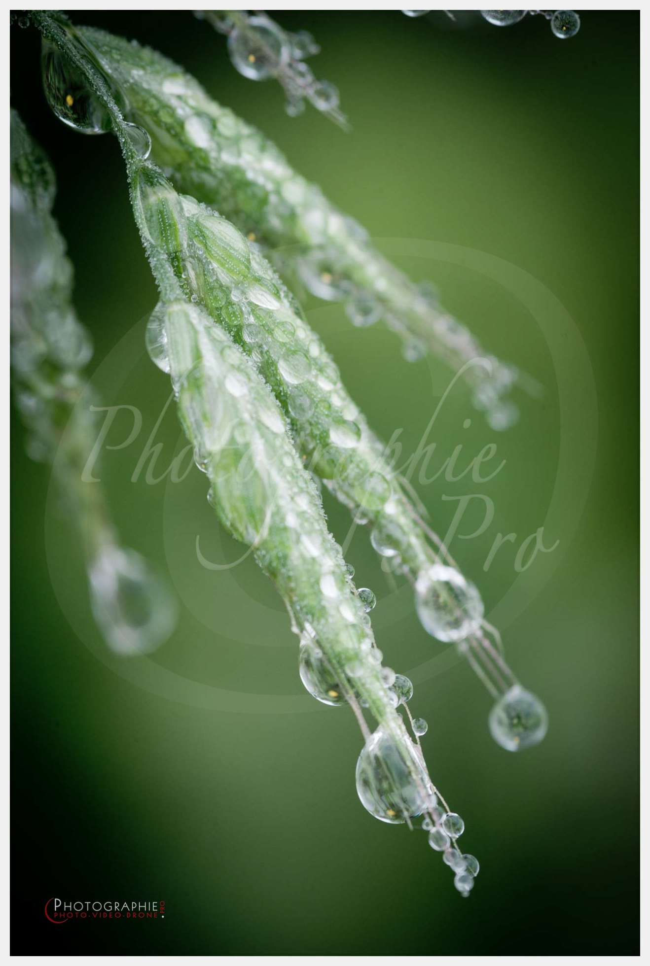 Details nature © by A-la-Vie.com