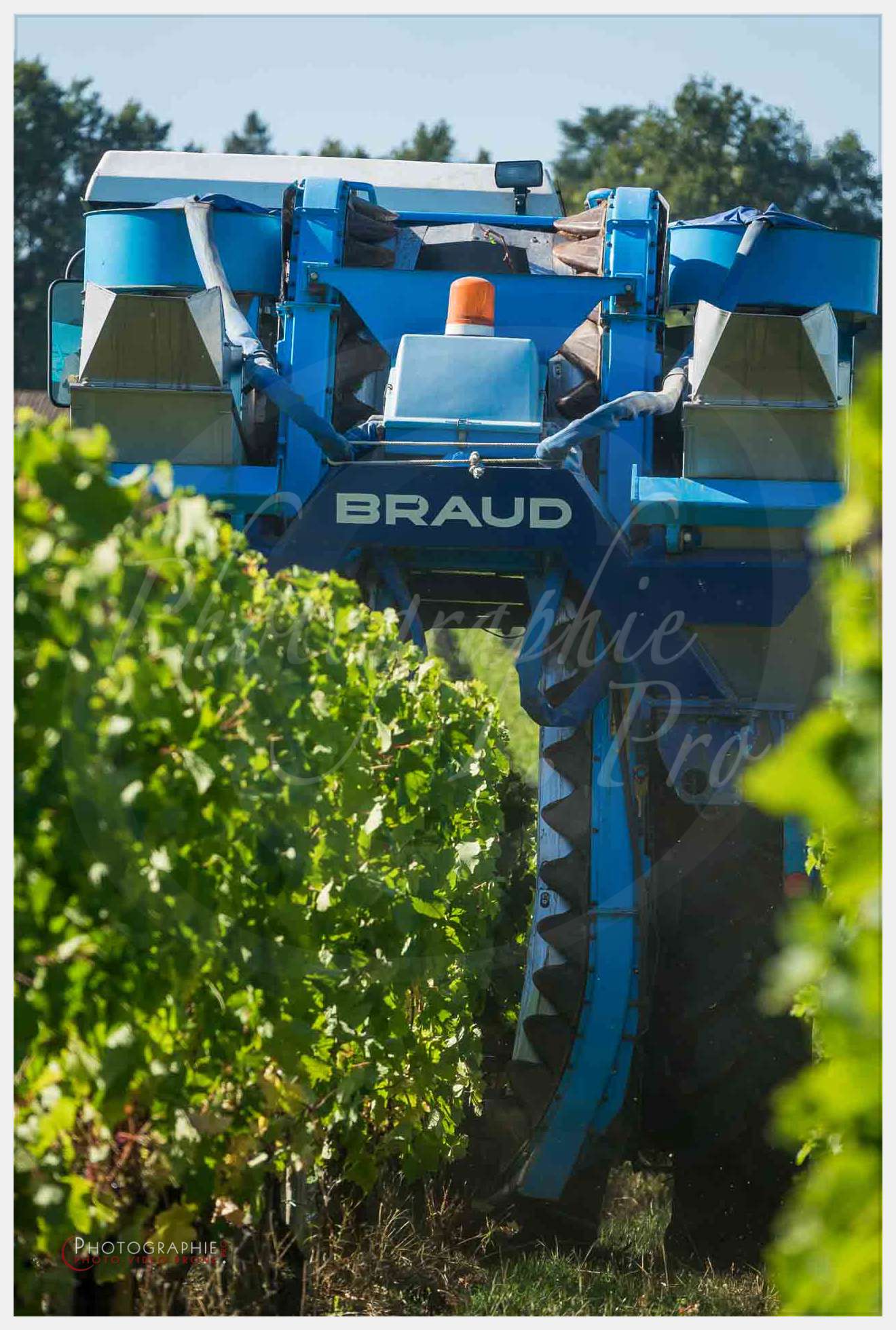 Vendange Corbin © by A-la-Vie.com