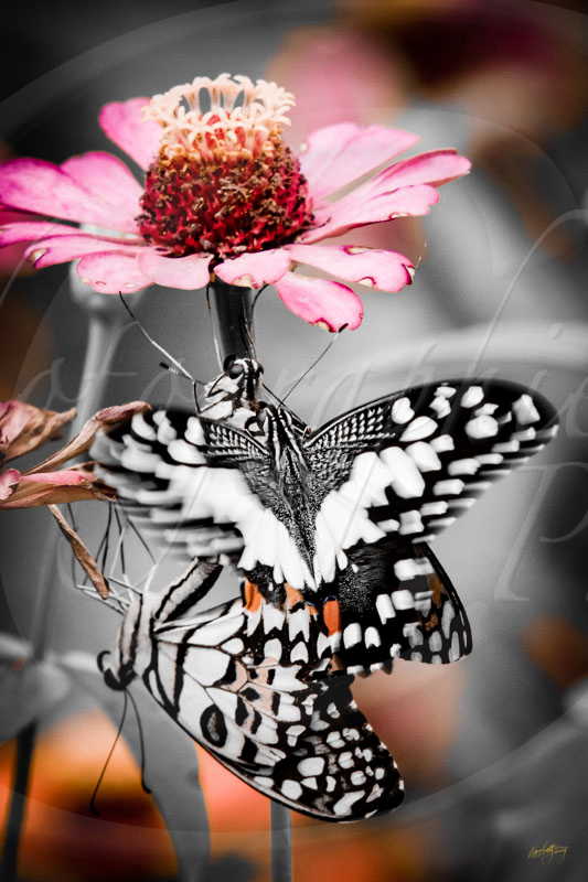 D2096497 © by A-la-Vie.com