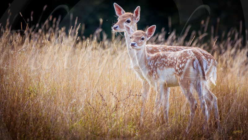 dain-nature © by A-la-Vie.com