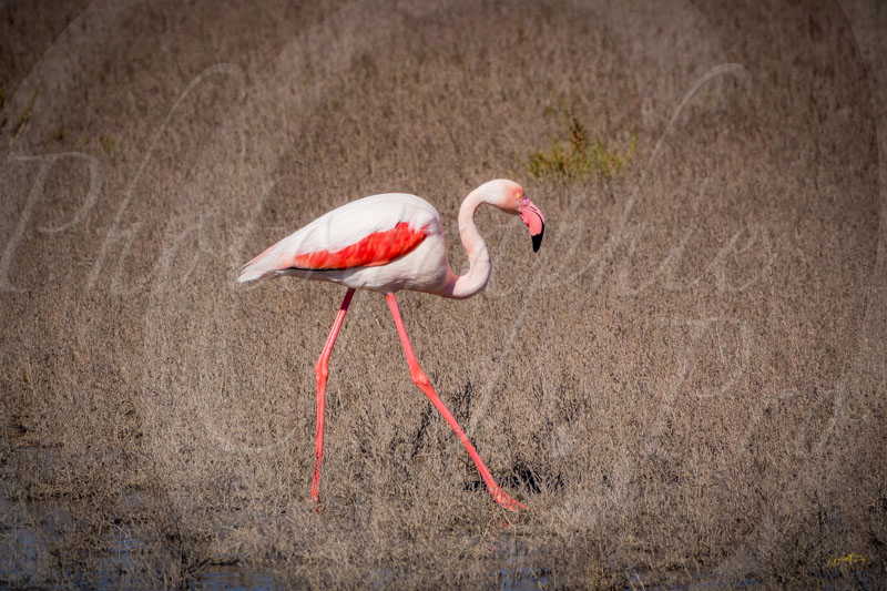 20170501-102414_S1024897 © by A-la-Vie.com