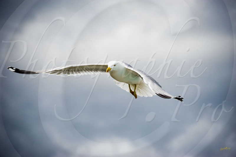 Mouette en plein vol © by A-la-Vie.com