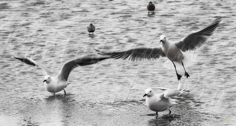 mouettes © by A-la-Vie.com