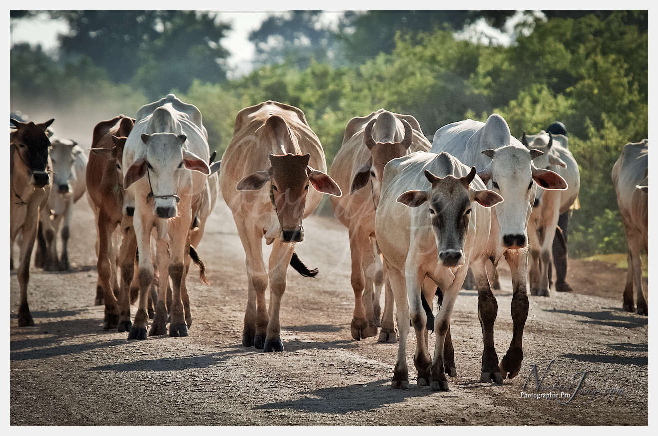 Enfants du Mékong © by A-la-Vie.com