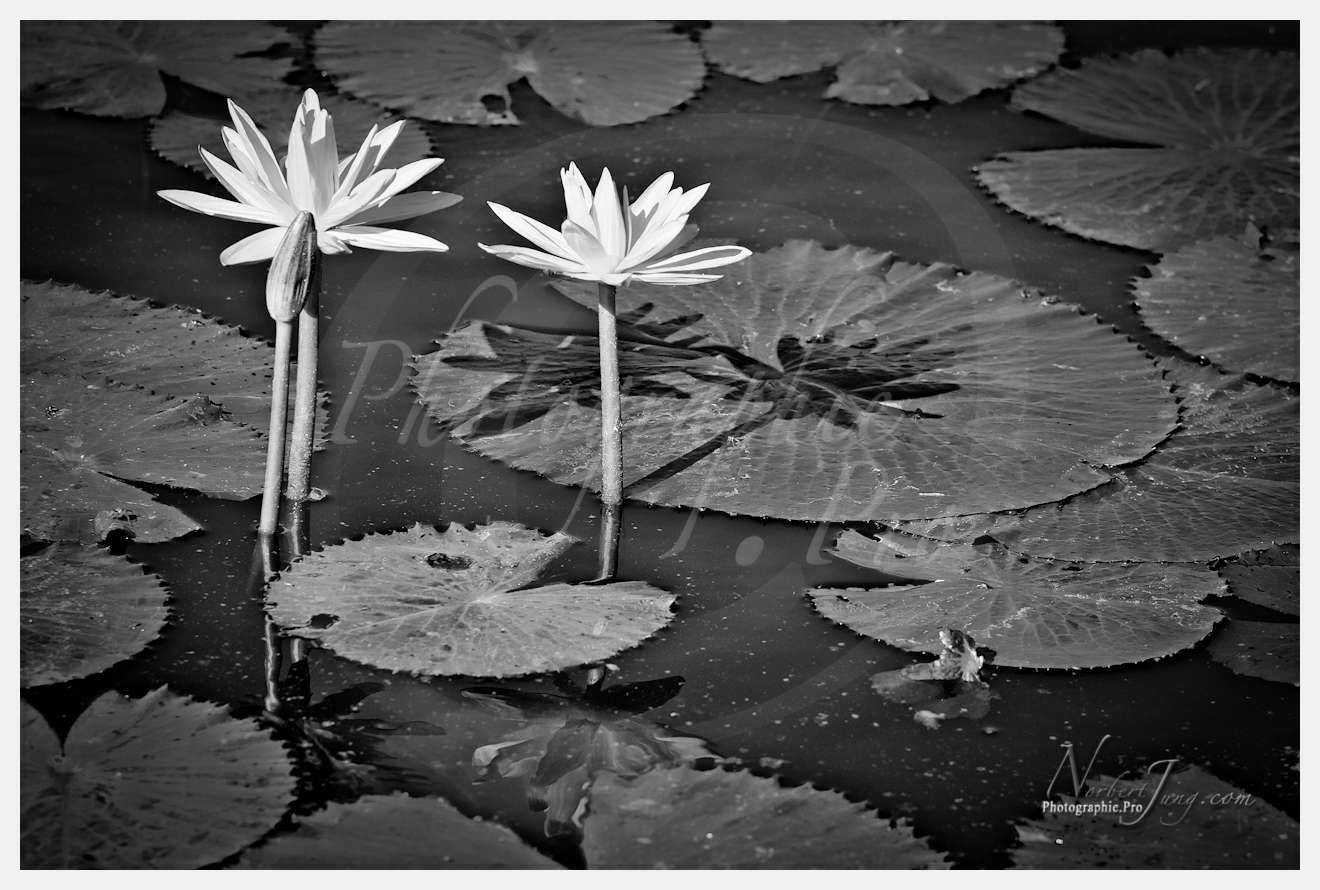 Enfants du MÈkong © by A-la-Vie.com