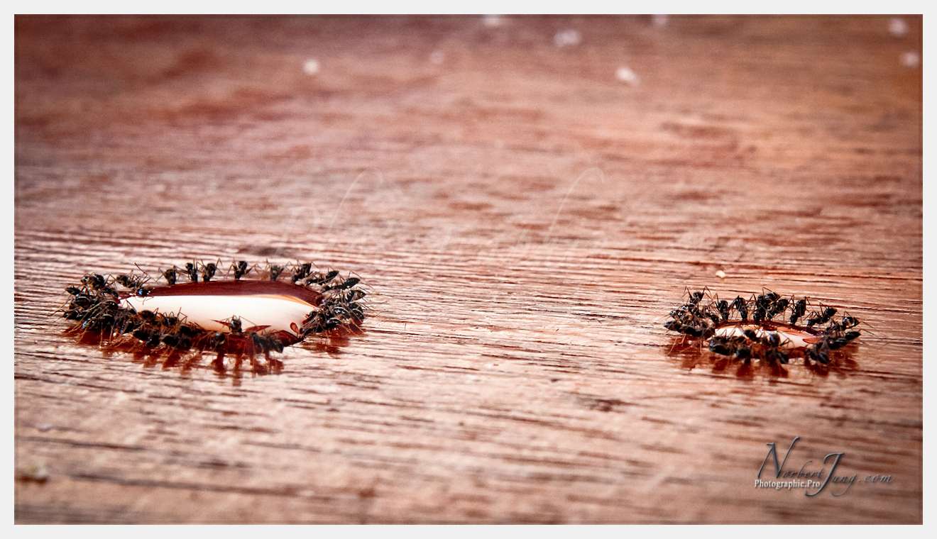 Enfants du MÈkong © by A-la-Vie.com