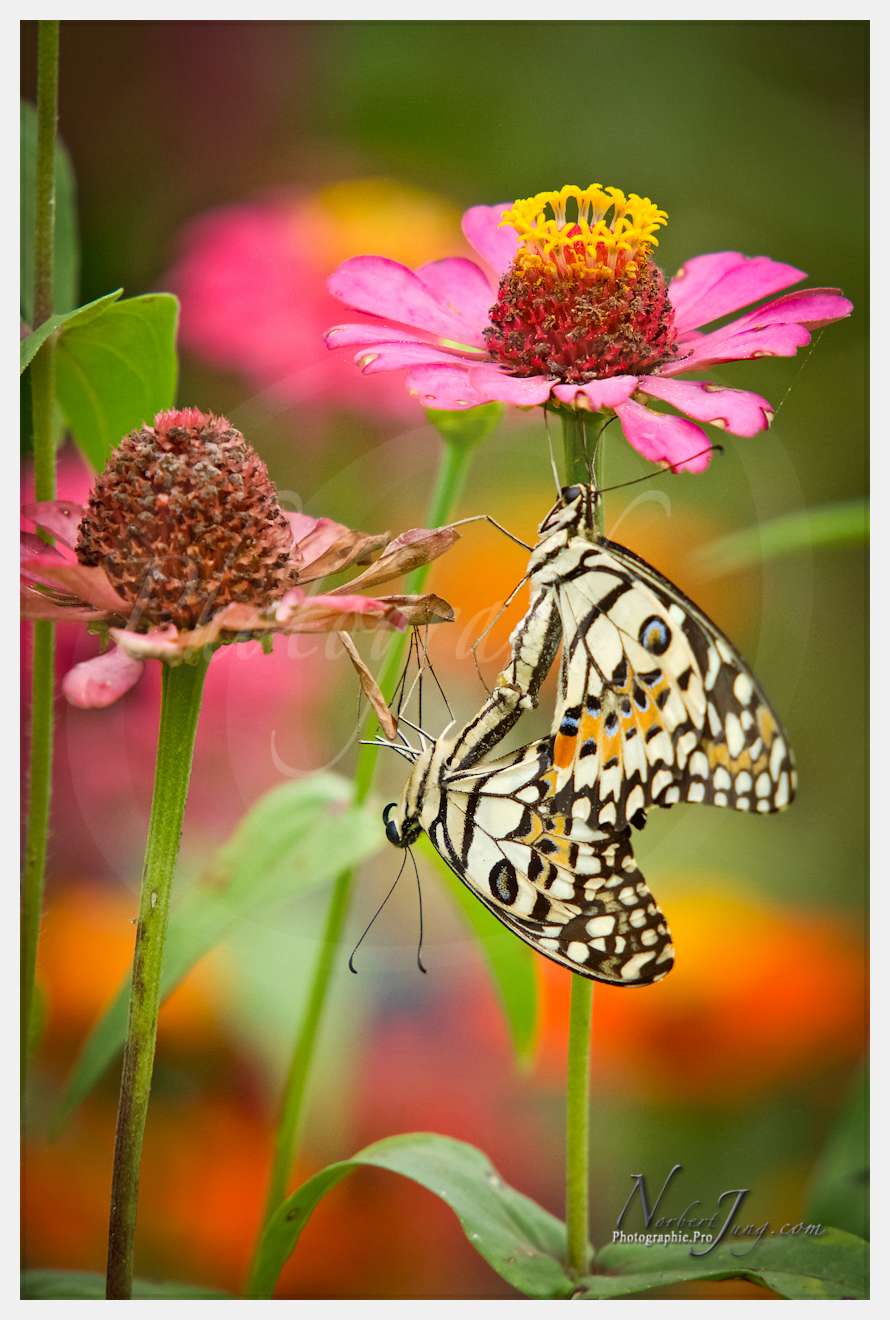 Enfants du MÈkong © by A-la-Vie.com