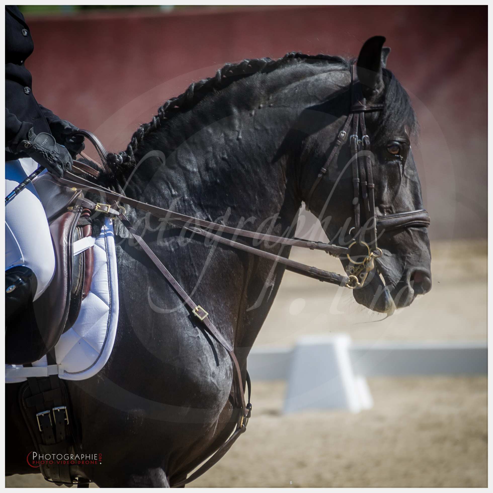 Concours dressage 2