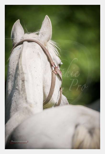 D3s142872 TERRAIN DE CHAUF © by A-la-Vie.com