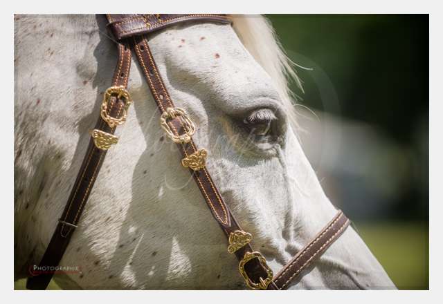 D8E_1093 TERRAIN DE CHAUF © by A-la-Vie.com