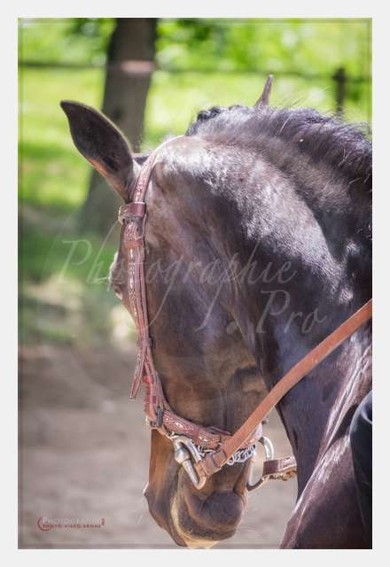 S1025824 TERRAIN DE CHAUF © by A-la-Vie.com