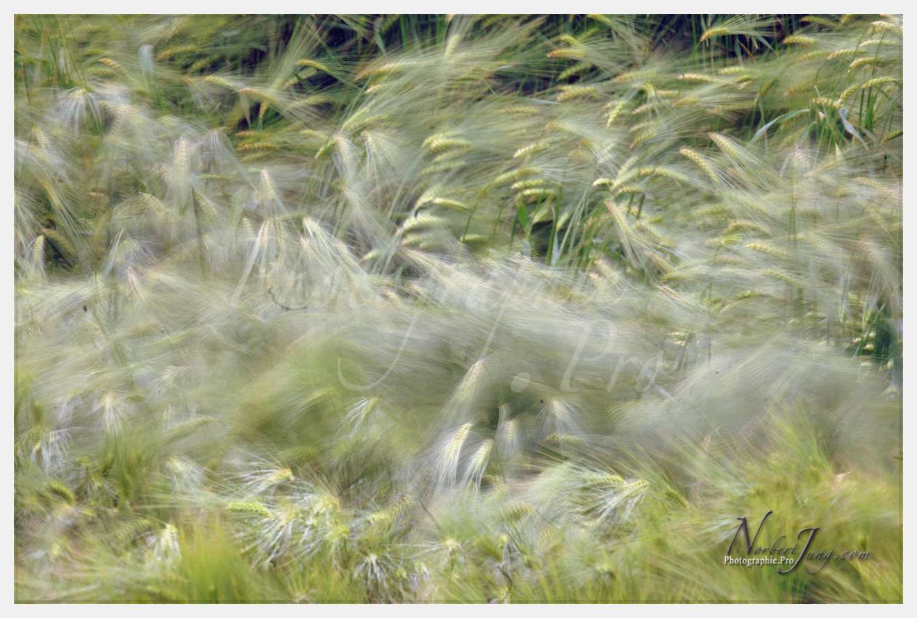 Champ de blÈ - animaux  Philmain © by A-la-Vie.com