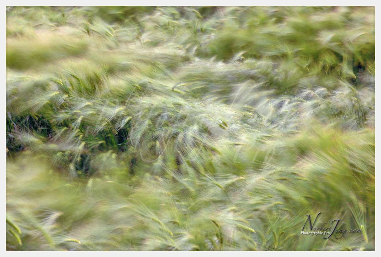 Champ de blé - animaux à Philmain © by A-la-Vie.com