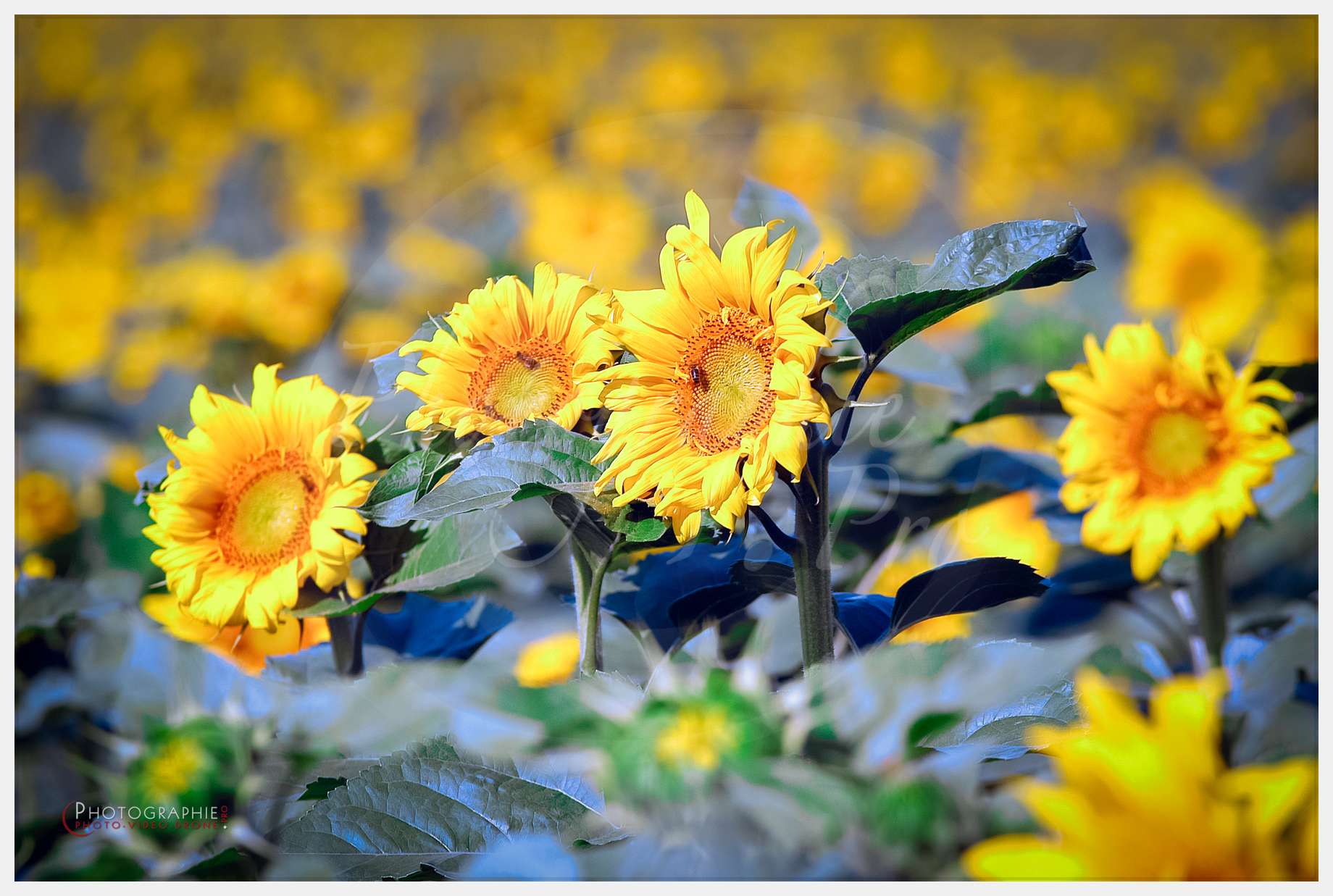 ND de l'Île Bouchard & ND de Pontmain (reportage pour la Vie) © by A-la-Vie.com