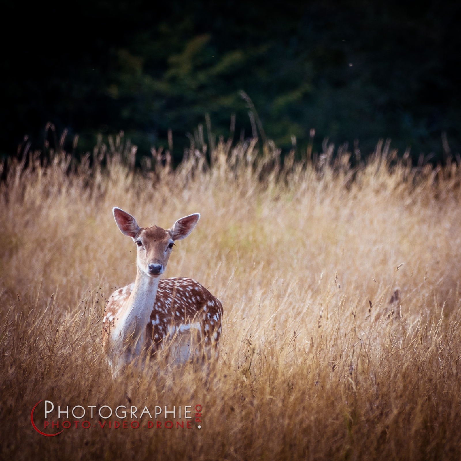 S1049160 © by A-la-Vie.com