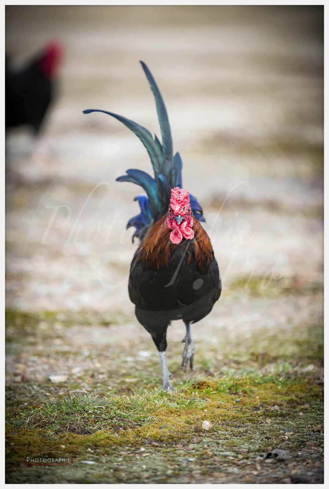 Anastasia, Timothée et Maxime chez nous © by A-la-Vie.com