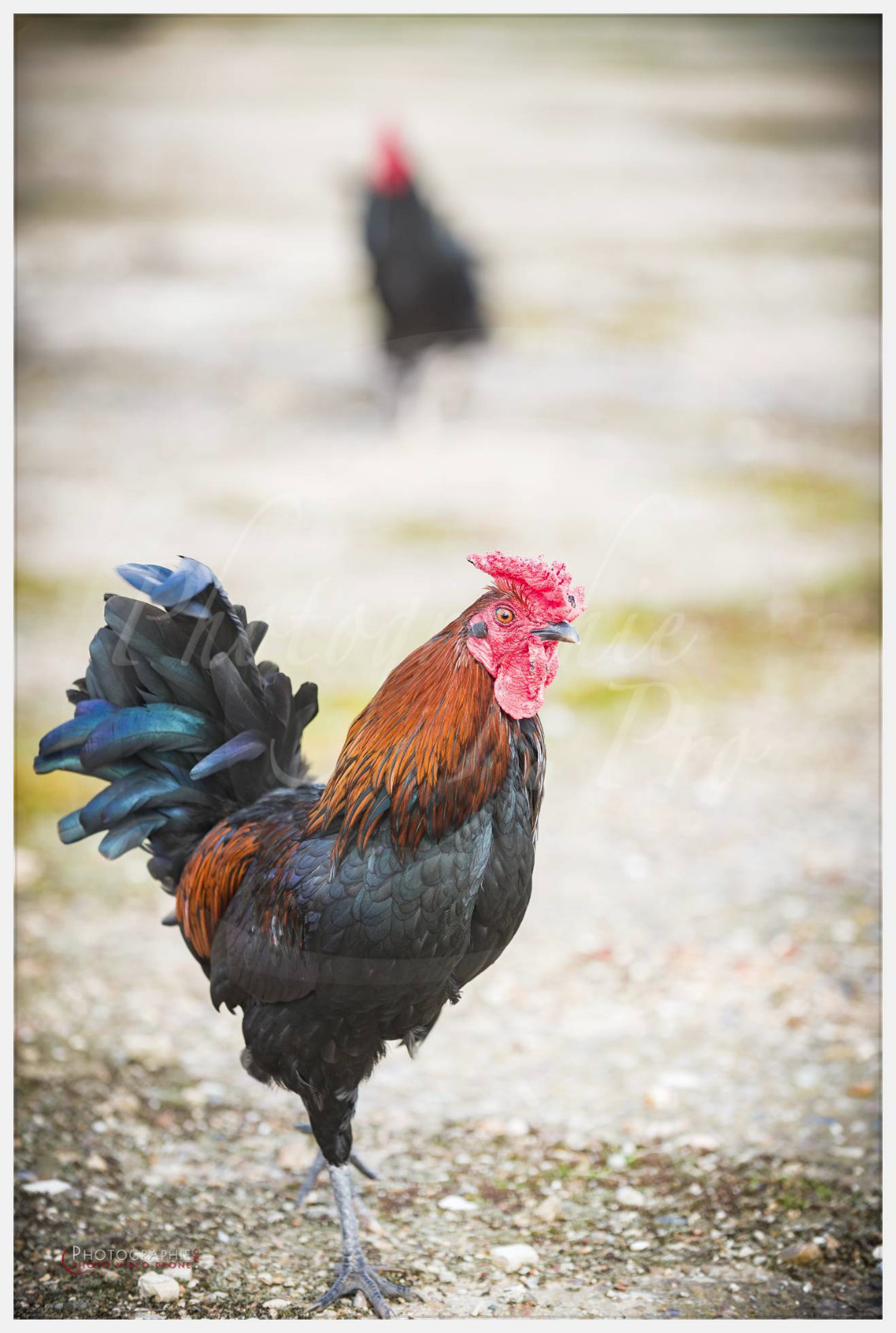 Anastasia, Timothée et Maxime chez nous © by A-la-Vie.com