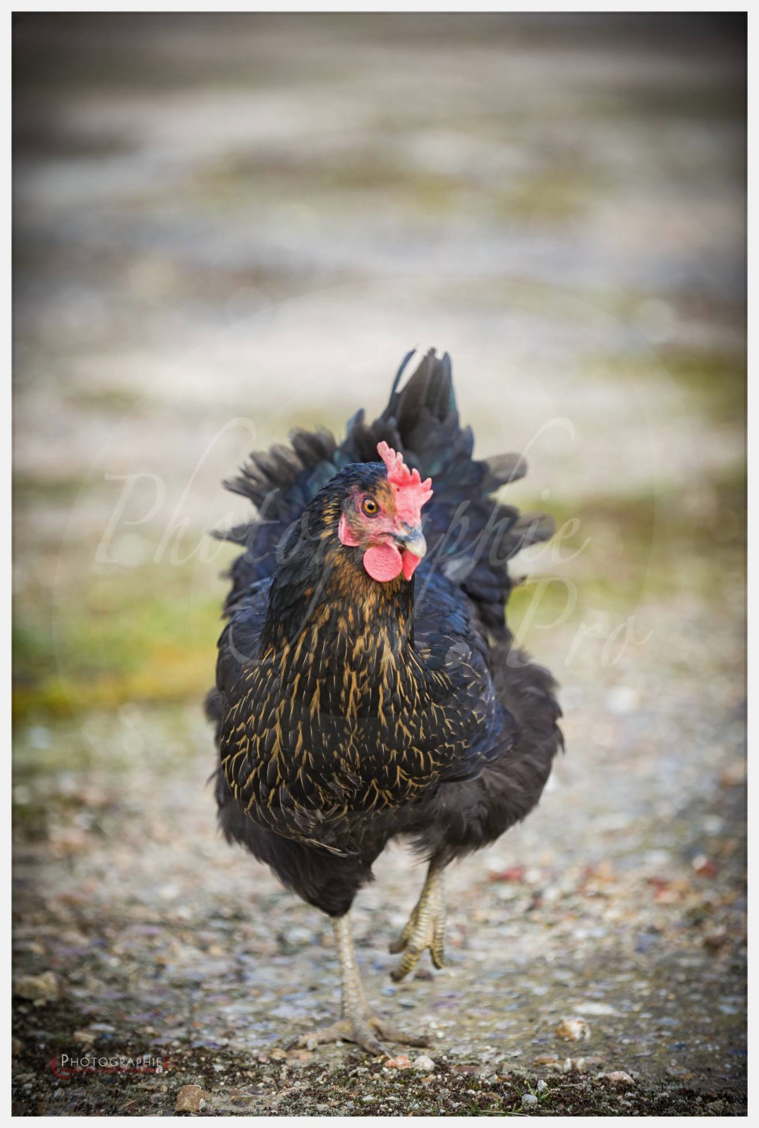 Anastasia, Timothée et Maxime chez nous © by A-la-Vie.com